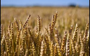 THE TITHING ISSUE; Away With The Contention